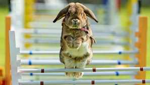 Kako učiti zajec za izvajanje ekip